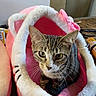cat, tabby, pet, animal, feline, face, whiskers, ears, eyes, fur, striped_fur, sitting, portrait, cozy, pet_bed, plush, pink, white, indoors, home