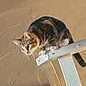 Luna joined the competition — help win amazing prizes! cat, tabby, feline, animal, pet, whiskers, ears, eyes, striped_fur, crouching, balancing, railing, ledge, indoor, wall, portrait, closeup, alert, acrobat, photography
