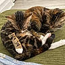 Luna joined the competition — help win amazing prizes! cats, three_cats, tabby, sleeping, cuddling, nap, pets, furry, whiskers, paws, tails, white_paws, striped_fur, cozy, blanket, green_cushion, indoors, home, relaxed, animal_portrait