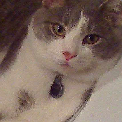 Loki is registered to the contest to win money with this photo: