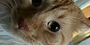 Nuggets joined the competition — help win amazing prizes! cat, orange_tabby, close_up, whiskers, indoor, pet, feline, curious, eyes, fur, animal, domestic, cute, portrait, face, looking, household, cozy, blurred_background, tabby