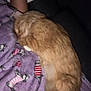 cat, sleeping, orange_cat, white_cat, blanket, purple_blanket, patterned_blanket, cat_pattern, cozy, resting, indoor, pet, feline, animal, fur, curled_up, human_arm, close_up, soft, comfort