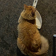 Nuggets is registered to the contest to win money with this photo: cat, orange_cat, fluffy, dustpan, floor, indoor, pet, curious, back_view, tail, feline, animal, domestic, cute, sitting, fur, whiskers, ears, household_item, texture