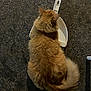 cat, orange_cat, fluffy, dustpan, floor, indoor, pet, curious, back_view, tail, feline, animal, domestic, cute, sitting, fur, whiskers, ears, household_item, texture