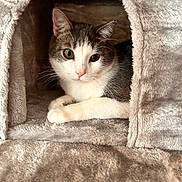 Boo Boo joined the competition — help win amazing prizes! cat, pet, animal, feline, cute, indoor, cozy, plush, soft, resting, house, fur, whiskers, ears, eyes, domestic, companion, cute_pet, relaxed, comfortable