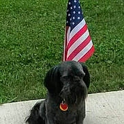 Disko is registered to the contest to win money with this photo: american_flag, animal, backyard, black_dog, calm, canine, collar, concrete, daytime, dog, flagpole, grass, nature, outdoor, patriotic, pet, quiet, sitting, summer, tag