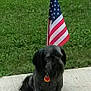 american_flag, animal, backyard, black_dog, calm, canine, collar, concrete, daytime, dog, flagpole, grass, nature, outdoor, patriotic, pet, quiet, sitting, summer, tag