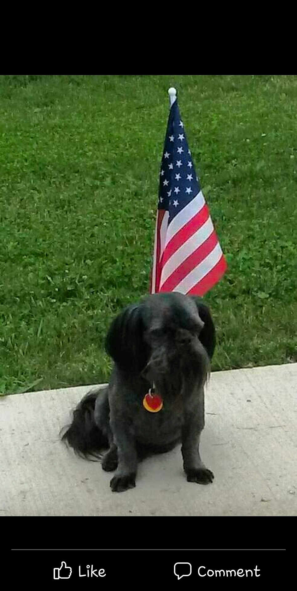 Disko is registered to the contest to win money with this photo: american_flag, animal, backyard, black_dog, calm, canine, collar, concrete, daytime, dog, flagpole, grass, nature, outdoor, patriotic, pet, quiet, sitting, summer, tag