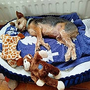 Obelix a rejoint le concours — aidez-le/la à gagner de superbes lots ! animal, bed, blanket, brown_dog, collar, cozy, cute, dog, floor, fur, giraffe_toy, indoor, monkey_toy, pet, plush_toy, radiator, relaxing, resting, sleeping, tile_floor