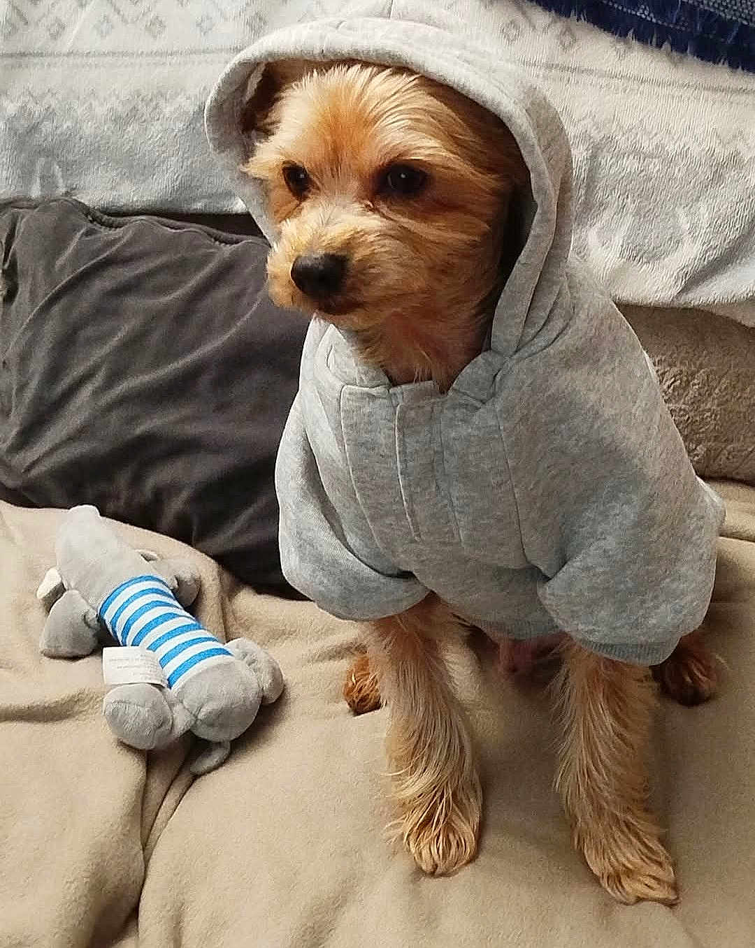 Obelix participe au concours pour gagner de l'argent avec cette photo : animal, beige, casual, companion, couch, cozy, cute, dog, fabric, fur, furry, gray_clothing, hoodie, indoor, pet, plush_toy, relaxed, sitting, small_dog, soft_toy