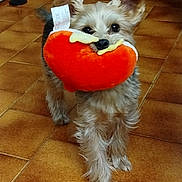 Obélix V a rejoint le concours — aidez-le/la à gagner de superbes lots ! dog, toy, indoor, floor, tile_floor, plush_toy, small_dog, fur, pet, animal, cute, playful, brown, beige, ears, legs, nose, mouth, domestic_animal, standing