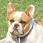 Chubbs is registered to the contest to win money with this photo: animal, brown, canine, chain, collar, cute, dog, domestic_animal, ears, french_bulldog, grass, muzzle, nature, outdoor, pet, portrait, resting, snout, summer, white