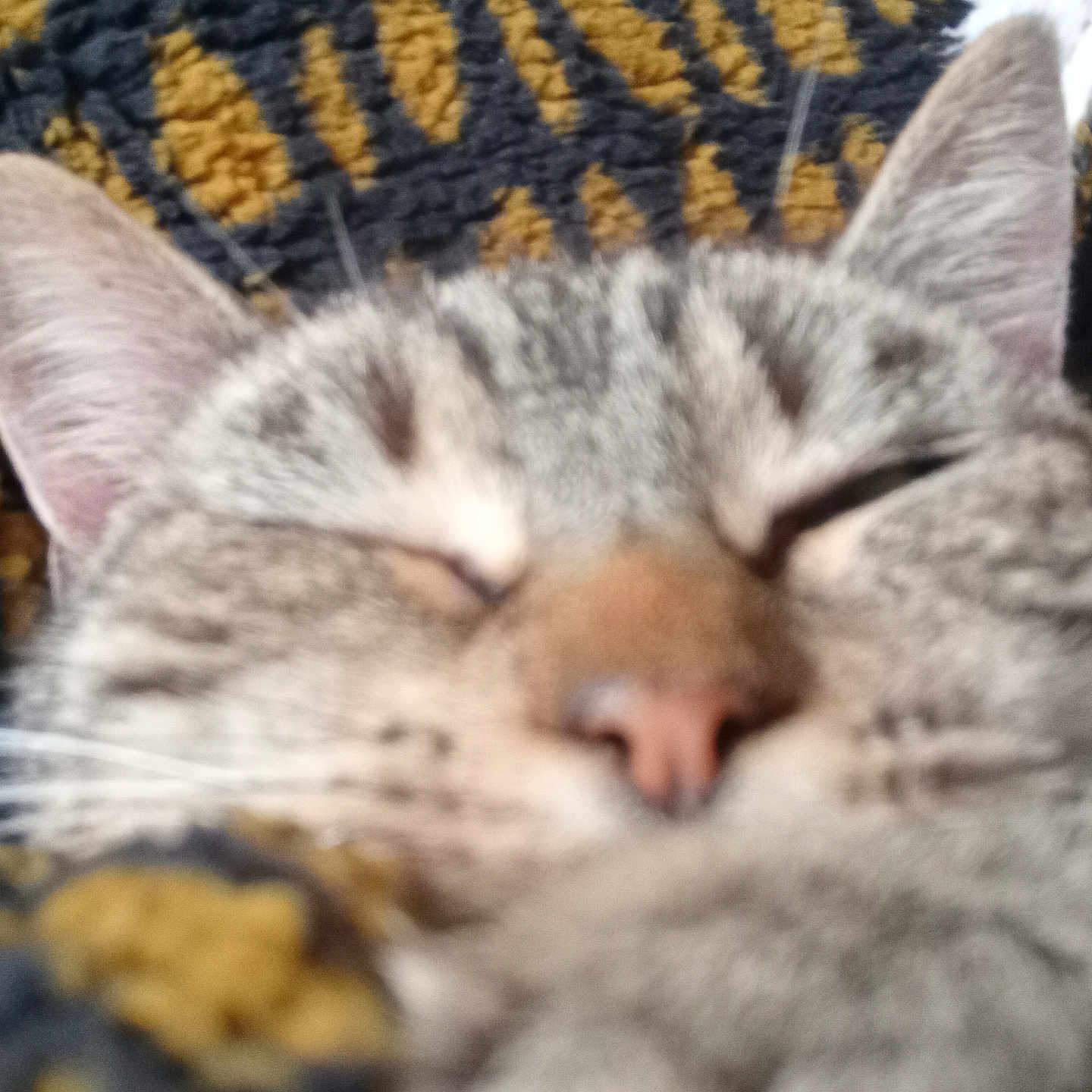 Fifille a rejoint le concours — aidez-le/la à gagner de superbes lots ! abyssinian, angora, animal, blanket, bodypart, cat, couch, ear, furniture, homedecor, kitten, linen, manx, mouth, person, pet, siamese, sleeping, snout, tongue