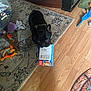 dog, black_dog, indoor, rug, wood_floor, box, dog_toys, furniture, cabinet, glass_table, toy, pet, animal, playful, domestic, collar, floor, living_room, household, carpet