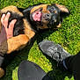 Talia participe au concours pour gagner de l'argent avec cette photo : rottweiler, puppy, dog, grass, happy, smiling, pet, outdoor, sunlight, playing, canine, black_and_tan, animal, nature, person_hand, shoe, paw, relaxing, summer, companionship