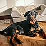 rottweiler, dog, pet, indoor, wooden_floor, dog_bed, sunlight, shadow, canine, animal, relaxing, furniture, home, brown, black, fur, paw, resting, living_room, household