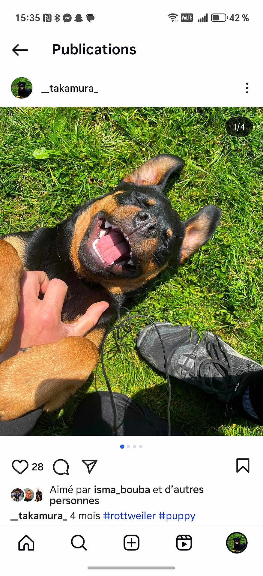 Talia a rejoint le concours — aidez-le/la à gagner de superbes lots ! rottweiler, puppy, dog, grass, hand, playful, happy, outdoor, sunlight, earphones, shoe, black_fur, brown_fur, pet, canine, smiling, animal, close_up, nature, joyful