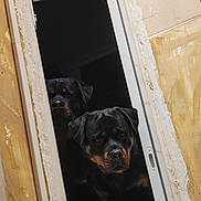 Talia participe au concours pour gagner de l'argent avec cette photo : dog, rottweiler, pets, doorway, curious, indoors, black_and_tan, animal, canine, portrait, two_dogs, peeking, wall, unfinished_wall, door_handle, closeup, looking, companions, domestic_animal, shadow