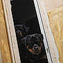 dog, rottweiler, pets, doorway, curious, indoors, black_and_tan, animal, canine, portrait, two_dogs, peeking, wall, unfinished_wall, door_handle, closeup, looking, companions, domestic_animal, shadow