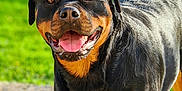 Talia a rejoint le concours — aidez-le/la à gagner de superbes lots ! dog, rottweiler, outdoor, grass, sunlight, pet, animal, canine, tongue_out, happy, closeup, brown, black, fur, portrait, standing, nature, daylight, friendly, smiling