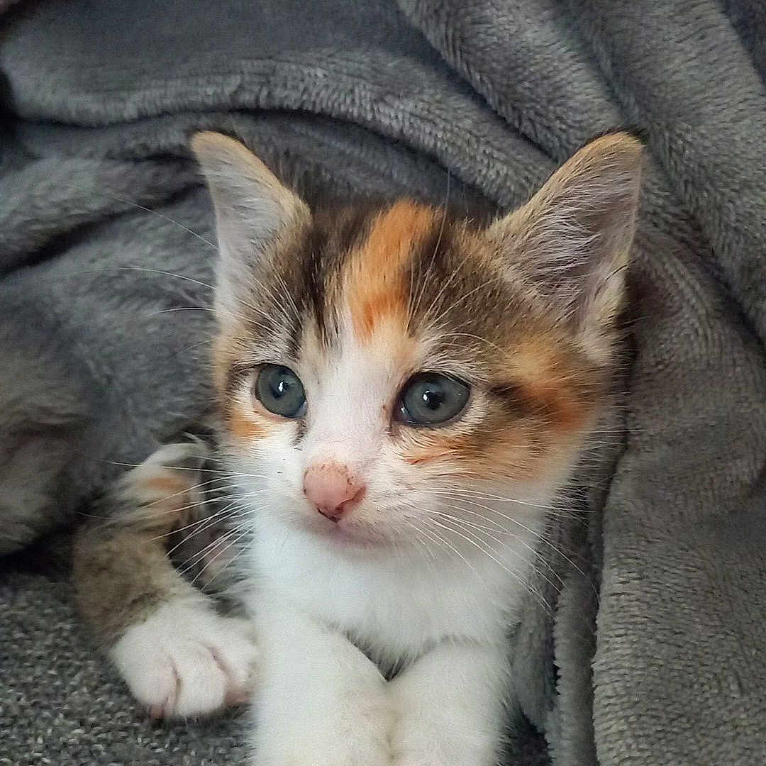 Una a rejoint le concours — aidez-le/la à gagner de superbes lots ! abyssinian, animal, blanket, canine, cat, dog, face, head, kitten, laundry, manx, person, pet, photography, portrait, puppy, quilt, sleeping, towel