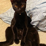 Slim Shady joined the competition — help win amazing prizes! black_cat, cat, pet, animal, indoor, carpet, blanket, fur, whiskers, ears, eyes, collar, bell, sitting, cute, curious, feline, domestic_animal, soft_texture, relaxed