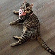 Onyx is registered to the contest to win money with this photo: animal, cat, curious, domestic_animal, ears, feline, floor, fur, harness, indoor, looking_back, lying_down, pet, pink, relaxed, striped, tabby, tail, whiskers, wooden_floor