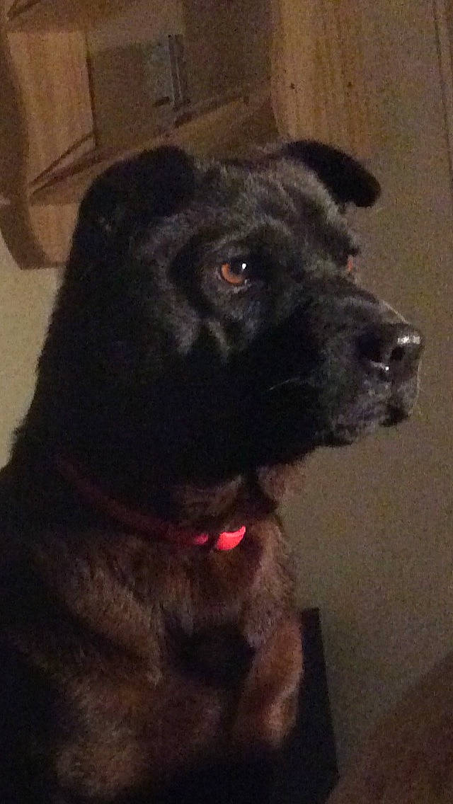 Baboo a rejoint le concours — aidez-le/la à gagner de superbes lots ! canidae, carnivore, dog, dog_breed, labrador_retriever, mammal, patterdale_terrier, puppy, rare_breed_dog, sporting_group, terrier