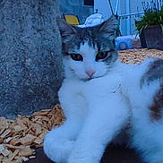 Iris a rejoint le concours — aidez-le/la à gagner de superbes lots ! animal, background, calm, cat, close_up, daylight, feline, fur, garden, gray_cat, home_garden, nature, outdoor, pet, plant_pot, relaxed, resting, tree, white_cat, wood_chips