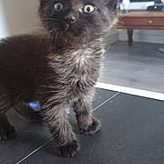 Baggy participe au concours pour gagner de l'argent avec cette photo : kitten, black_cat, indoor, curious, fluffy, pet, animal, feline, young, wide_eyes, standing, floor, television, furniture, table, home, cute, adorable, domestic_cat, fur
