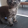 kitten, black_cat, indoor, curious, fluffy, pet, animal, feline, young, wide_eyes, standing, floor, television, furniture, table, home, cute, adorable, domestic_cat, fur