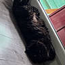 Baggy a rejoint le concours — aidez-le/la à gagner de superbes lots ! cat, black_cat, indoor, floor, wooden_floor, window, glass_door, relaxed, pet, animal, feline, fur, tail, home, daylight, looking, lying_down, domestic_cat, quiet, cozy