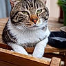 Sushi participe au concours pour gagner de l'argent avec cette photo : cat, tabby, animal, pet, feline, wooden_chair, indoor, plant, table, relaxed, sitting, fur, whiskers, green_eyes, closeup, portrait, domestic_cat, furniture, calm, cute