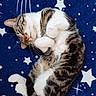 cat, tabby, sleeping, curled_up, fur, whiskers, paw, indoor, carpet, star_pattern, blue_background, pet, cute, relaxed, animal, mammal, domestic_cat, feline, resting, cozy
