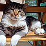 Sushi a rejoint le concours — aidez-le/la à gagner de superbes lots ! cat, tabby, white_paws, wooden_chair, sunlight, relaxed, indoor, pet, feline, animal, resting, shadow, fur, striped, comfort, closeup, domestic_cat, cute, whiskers, daylight