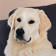Aiko participe au concours pour gagner de l'argent avec cette photo : dog, golden_retriever, pet, canine, fluffy, fur, portrait, indoor, couch, sitting, calm, animal, mammal, face, ears, nose, whiskers, closeup, domestic, companion