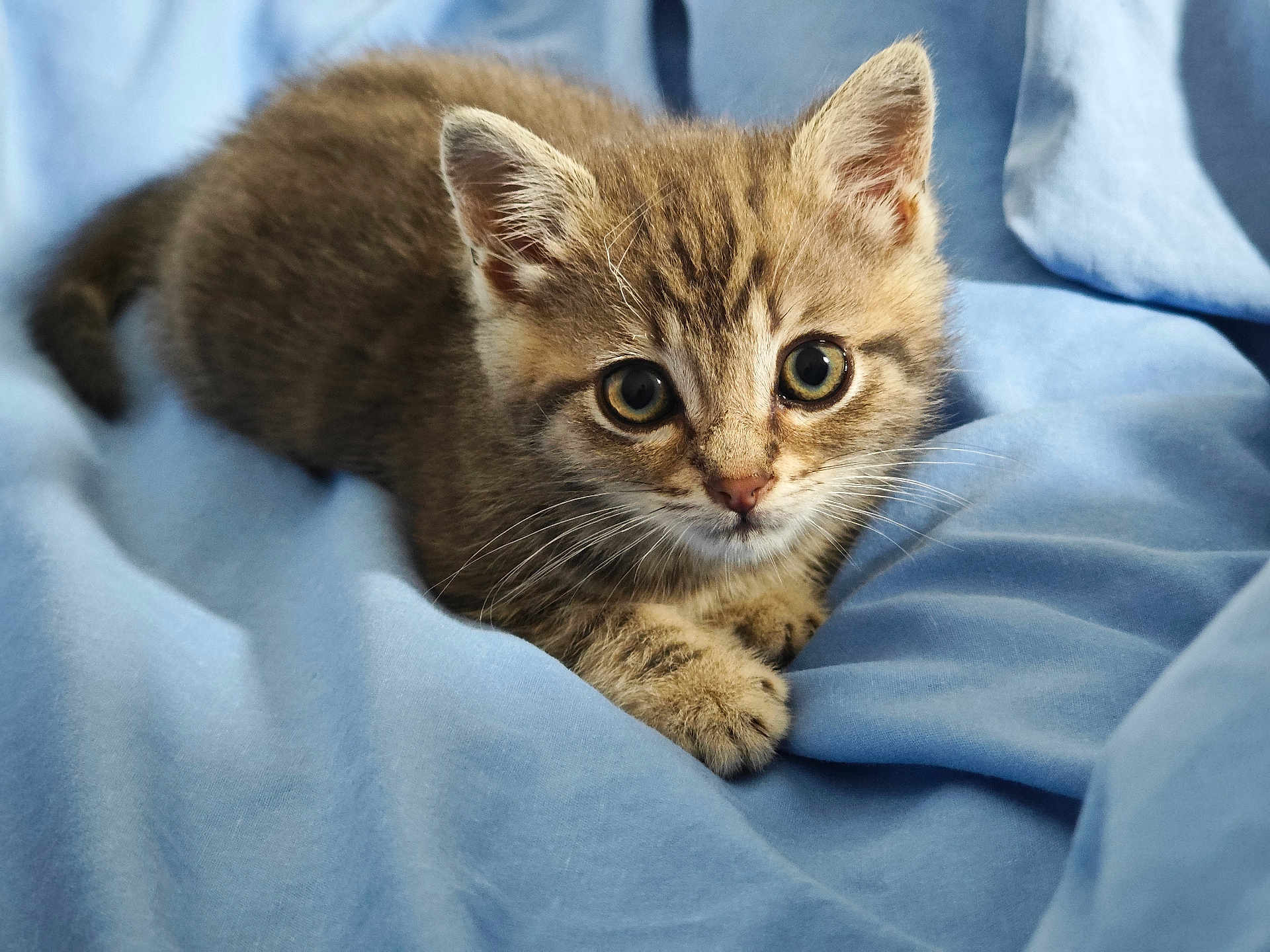 Suzette a rejoint le concours — aidez-le/la à gagner de superbes lots ! animal, blanket, cat, cozy, curious, cute, ears, eyes, feline, fur, indoor, kitten, paws, pet, resting, sleepy, soft, tabby, whiskers, young