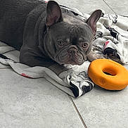 Blu Angel Torres is registered to the contest to win money with this photo: animal, bostonbull, boxer, bulldog, canine, dog, frenchbulldog, person, pet, pitbull, puppy, sleeping, whitedog