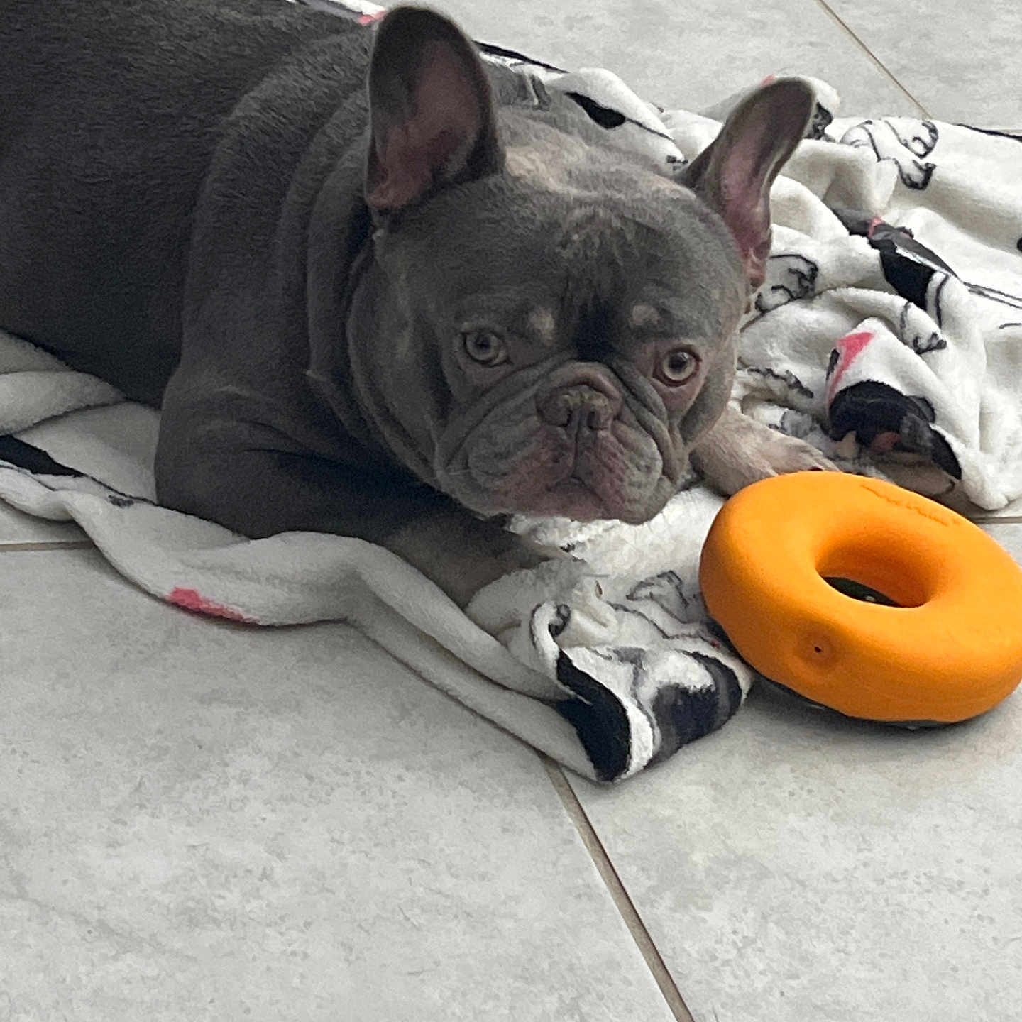 Blu Angel Torres is registered to the contest to win money with this photo: animal, bostonbull, boxer, bulldog, canine, dog, frenchbulldog, person, pet, pitbull, puppy, sleeping, whitedog