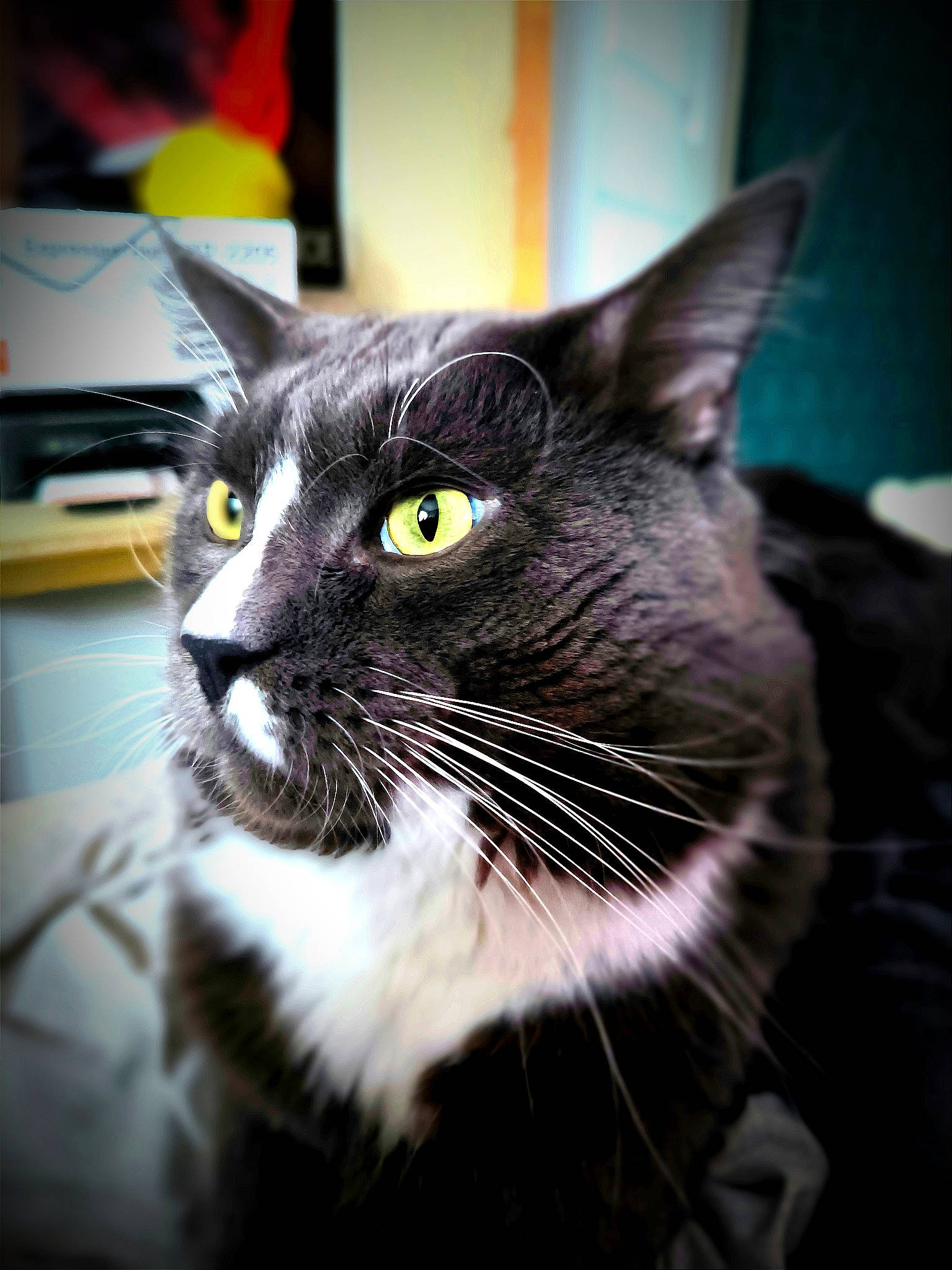 Shoto participe au concours pour gagner de l'argent avec cette photo : carnivore, cat, domestic_short_haired_cat, felidae, fur, monochrome_photography, small_to_medium_sized_cats, snout, whiskers, window