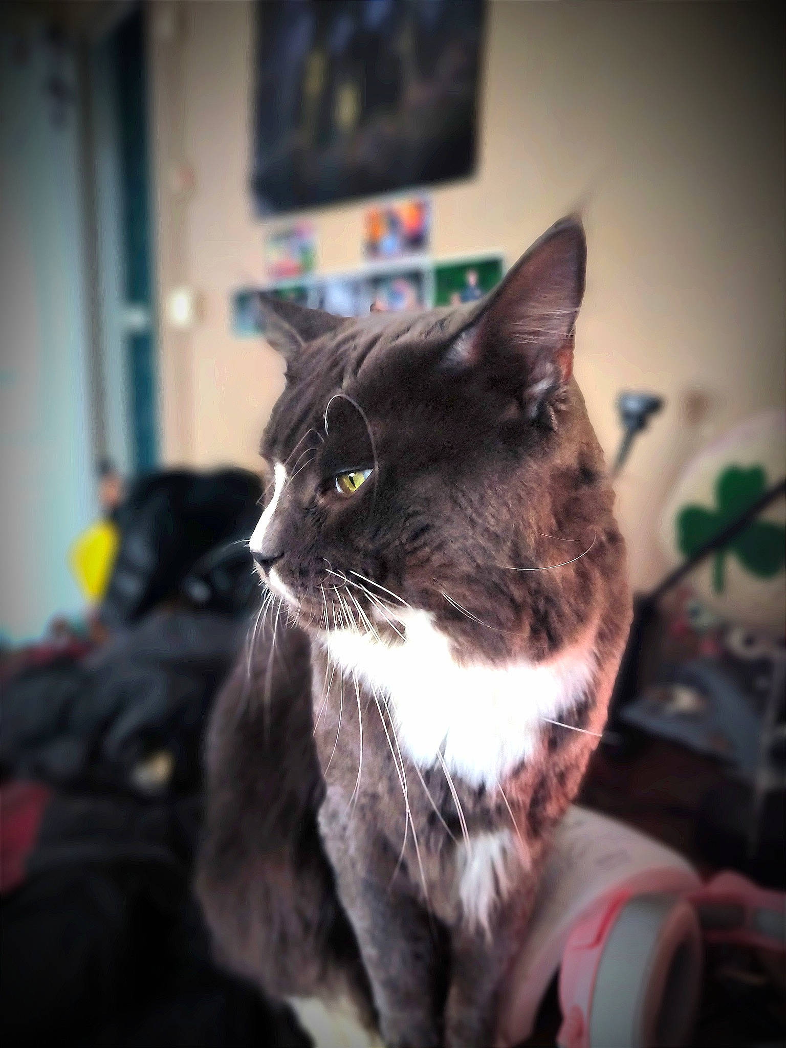 Shoto participe au concours pour gagner de l'argent avec cette photo : carnivore, cat, collar, comfort, domestic_short_haired_cat, ear, felidae, fur, monochrome_photography, picture_frame, plant, sitting, small_to_medium_sized_cats, snout, tail, television, tree, whiskers, window