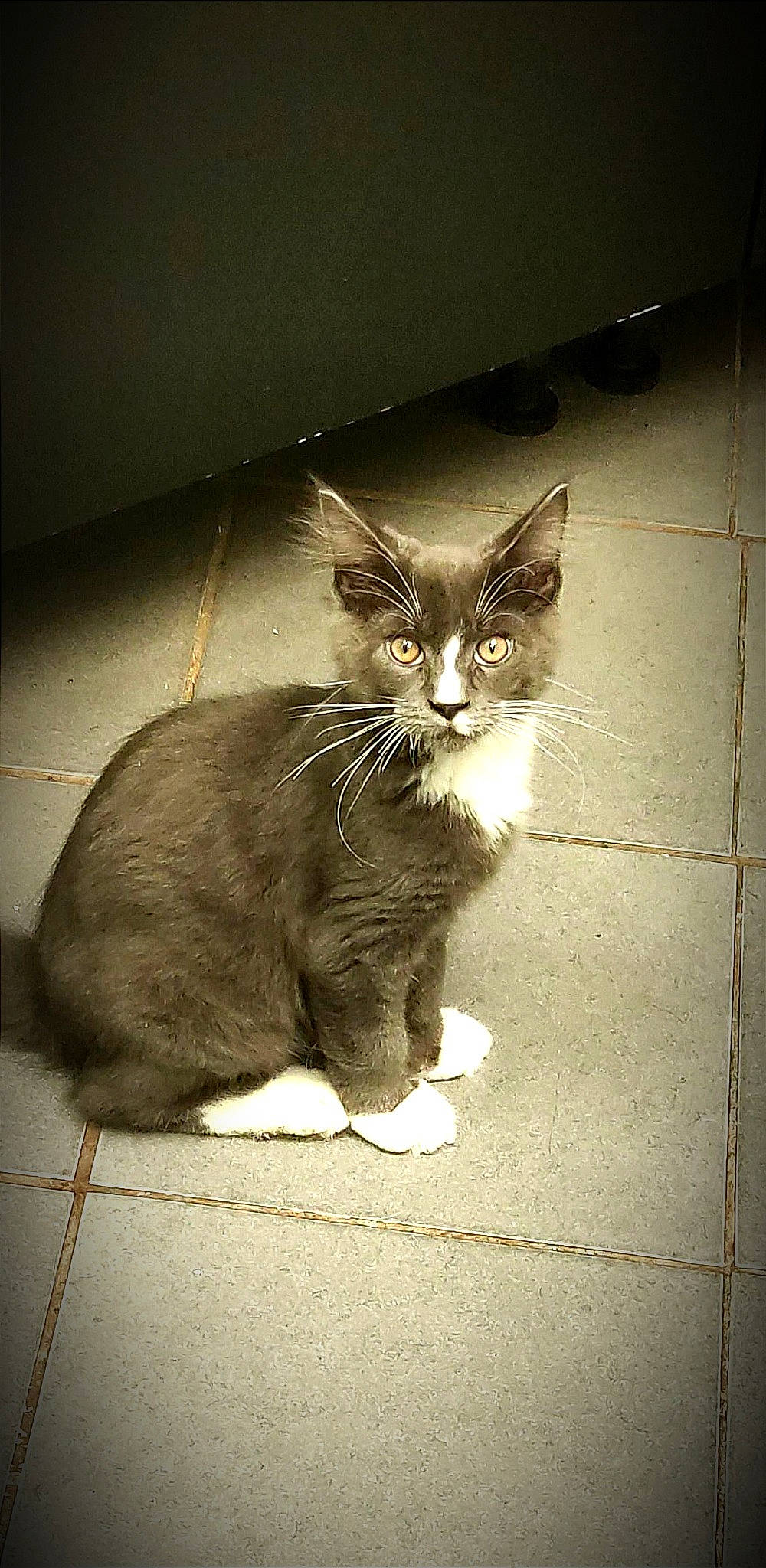 Shoto participe au concours pour gagner de l'argent avec cette photo : carnivore, cat, darkness, domestic_short_haired_cat, felidae, floor, flooring, fur, monochrome, monochrome_photography, paw, road_surface, shadow, small_to_medium_sized_cats, snout, tail, tints_and_shades, whiskers, window, wood