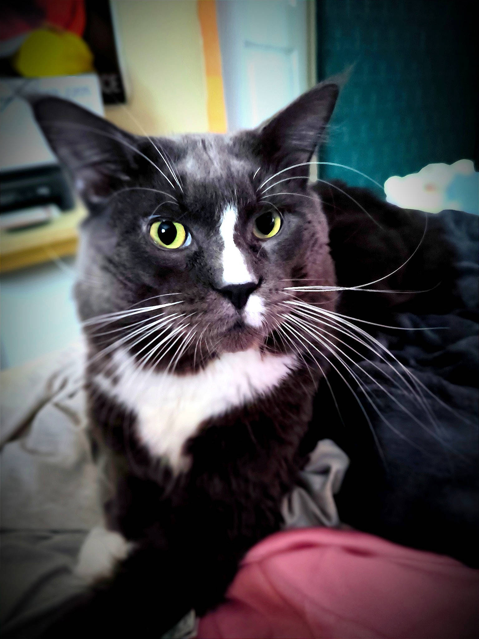 Shoto participe au concours pour gagner de l'argent avec cette photo : black_cat, carnivore, cat, claw, comfort, domestic_short_haired_cat, ear, felidae, fur, grey, iris, monochrome_photography, paw, small_to_medium_sized_cats, snout, tail, whiskers, window