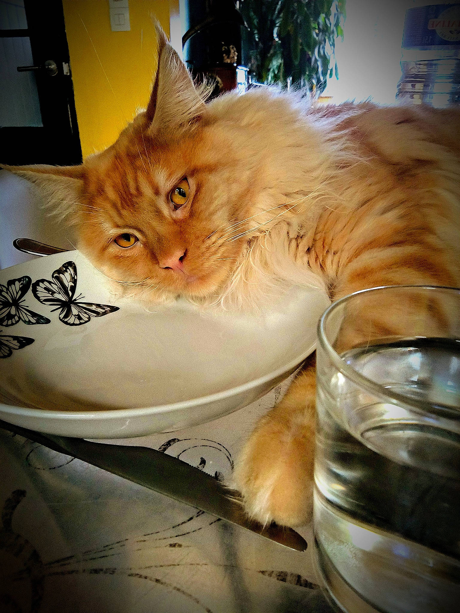 Ubbe participe au concours pour gagner de l'argent avec cette photo : box, cardboard, carnivore, cat, cat_supply, domestic_short_haired_cat, drink, drinkware, fawn, felidae, fur, glass, ingredient, liquid, old_fashioned_glass, serveware, small_to_medium_sized_cats, snout, tail, whiskers