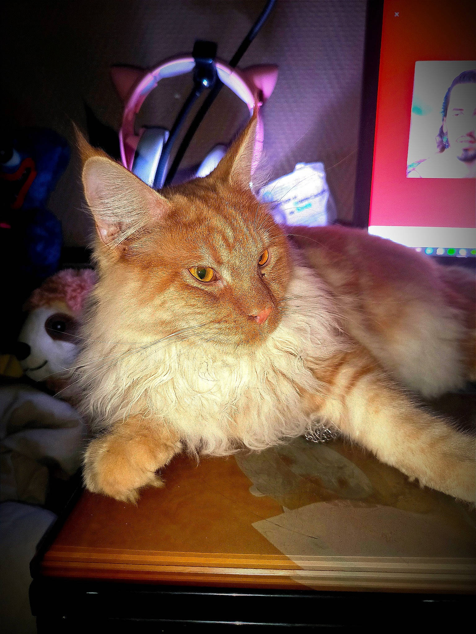 Ubbe participe au concours pour gagner de l'argent avec cette photo : carnivore, cat, chair, claw, domestic_short_haired_cat, event, fawn, felidae, fur, lap, paw, small_to_medium_sized_cats, tail, whiskers, wood