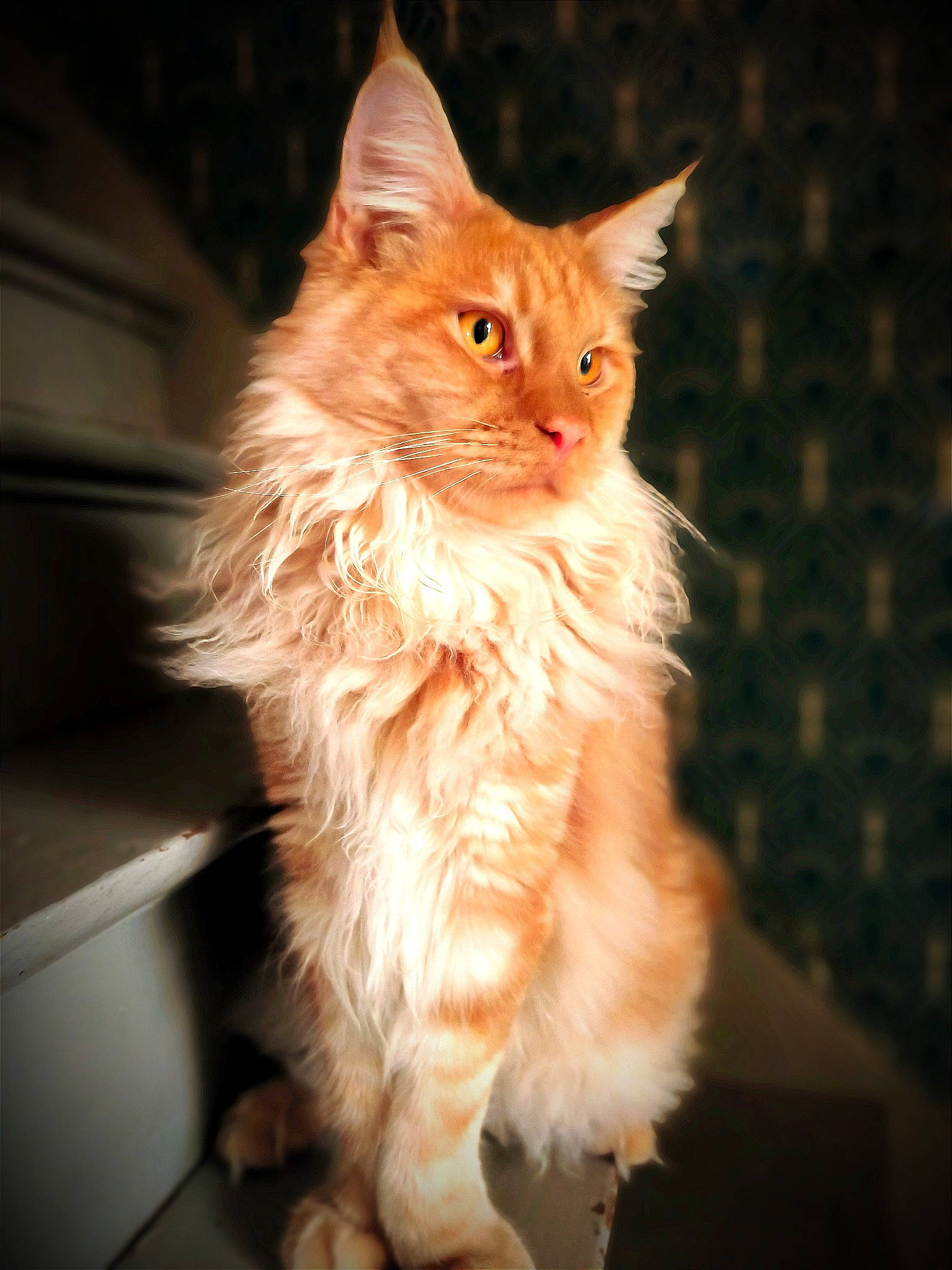 Ubbe participe au concours pour gagner de l'argent avec cette photo : british_longhair, carnivore, cat, claw, darkness, fawn, felidae, fur, paw, peach, small_to_medium_sized_cats, snout, tail, terrestrial_animal, whiskers, wood