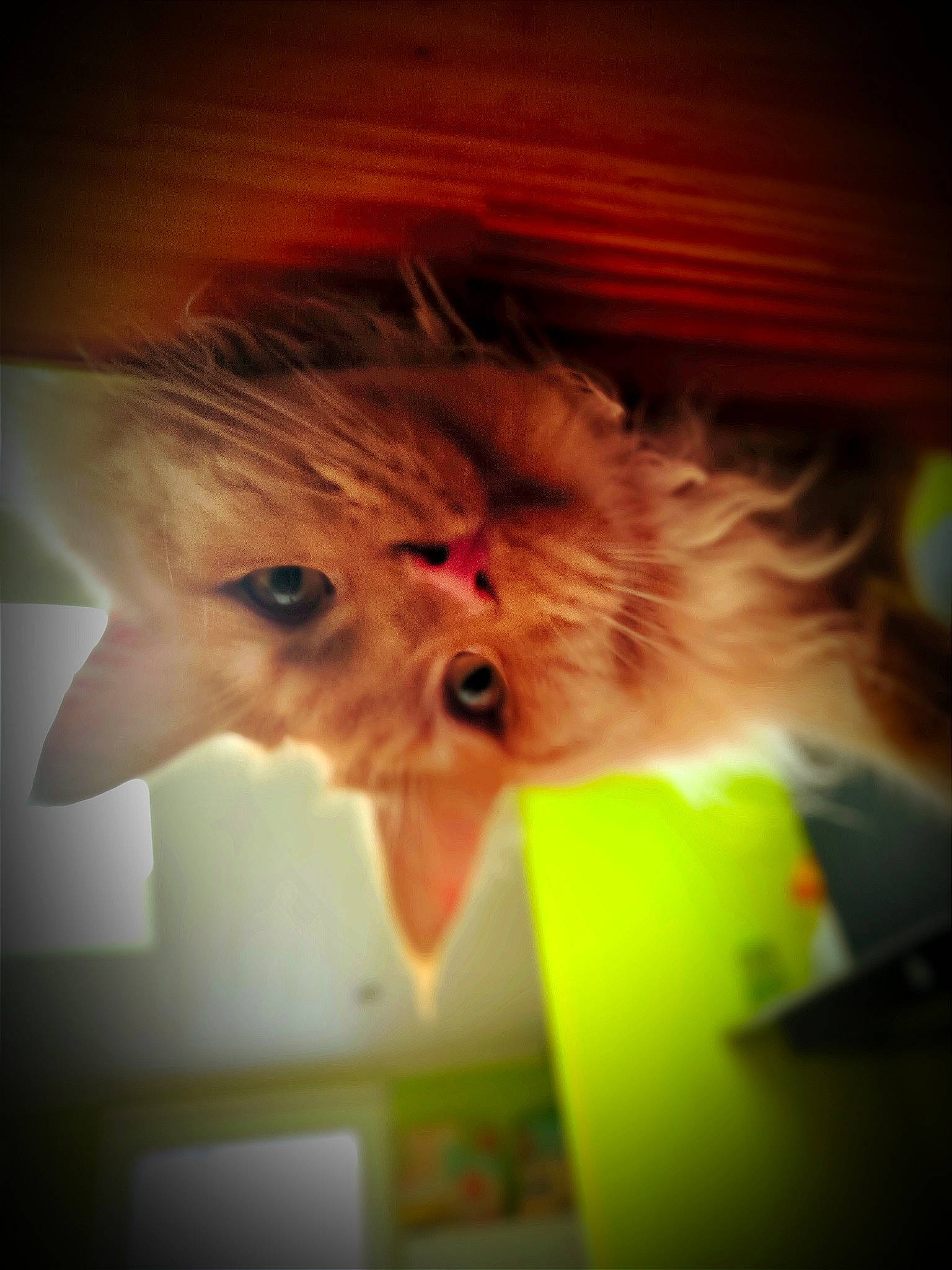 Ubbe a rejoint le concours — aidez-le/la à gagner de superbes lots ! carnivore, cat, darkness, ear, eye, felidae, fur, iris, plant, room, small_to_medium_sized_cats, snout, tail, whiskers