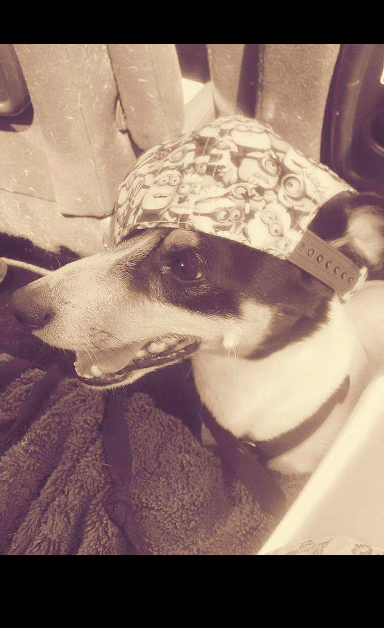 Gara a rejoint le concours — aidez-le/la à gagner de superbes lots ! black_and_white, canidae, carnivore, comfort, companion_dog, dog, dog_breed, eyewear, fashion_accessory, fur, happy, monochrome, monochrome_photography, non_sporting_group, snout, sporting_group, stock_photography, style, whiskers, working_animal