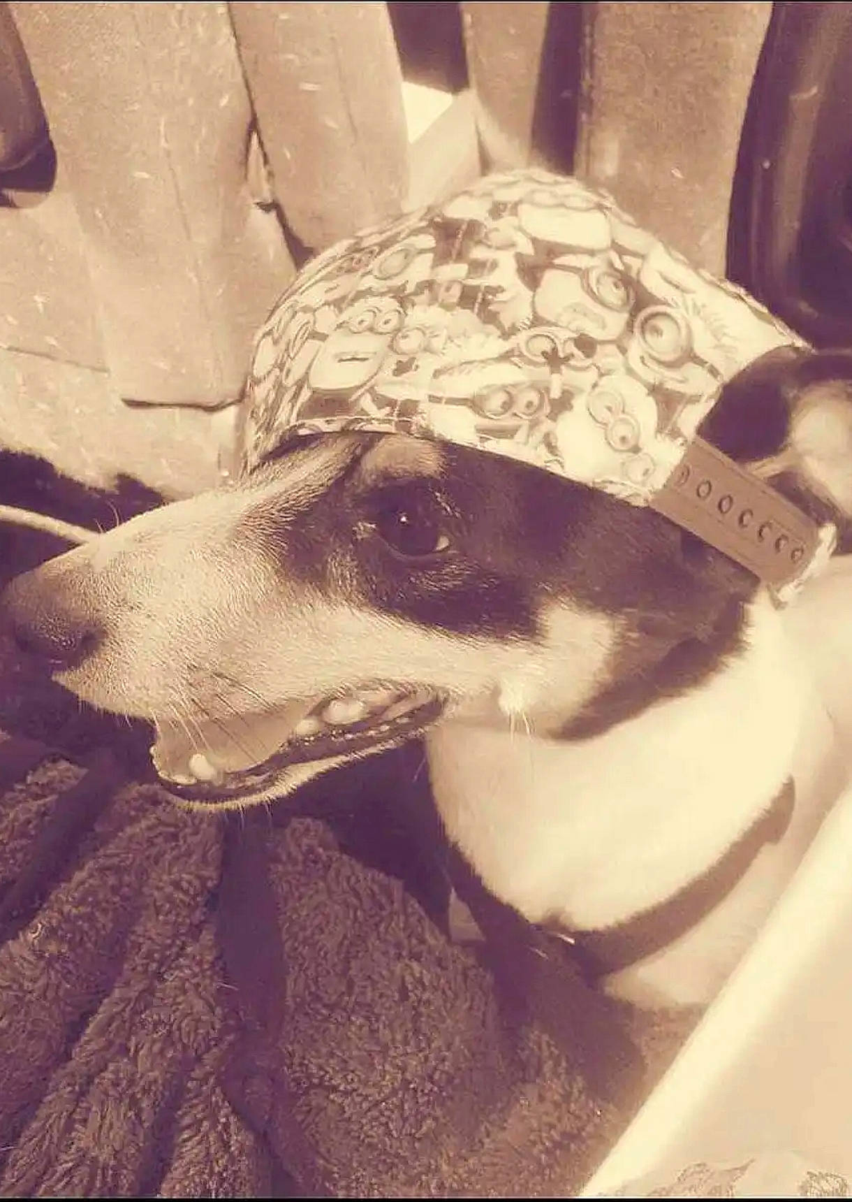 Gara participe au concours pour gagner de l'argent avec cette photo : canidae, carnivore, collar, comfort, companion_dog, dog, dog_breed, dog_collar, dog_supply, fur, hat, hound, monochrome_photography, pet_supply, rampur_greyhound, sighthound, snout, sporting_group, whiskers, working_animal