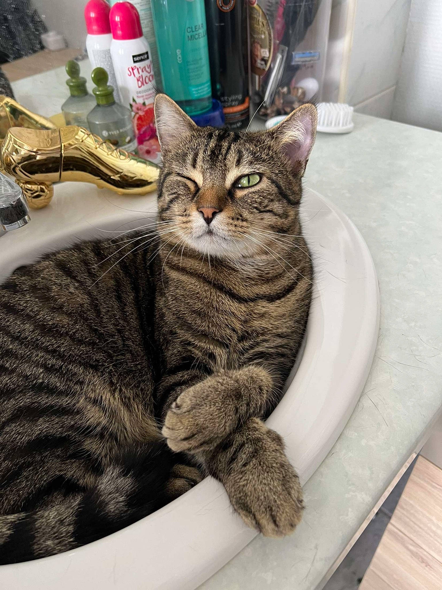 Bagheera participe au concours pour gagner de l'argent avec cette photo : bottle, carnivore, cat, claw, comfort, domestic_short_haired_cat, felidae, fur, paw, sitting, small_to_medium_sized_cats, snout, soap_dispenser, tail, terrestrial_animal, whiskers